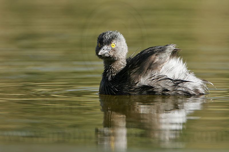 _MG_6040 Least Grebe.jpg