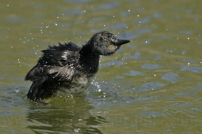 _MG_6351 Least Grebe.jpg