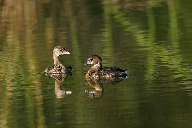 _MG_4315 Pied-billed Grebe.jpg