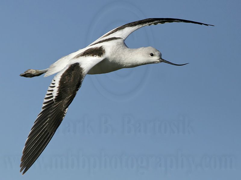 _MG_4097 American Avocet.jpg