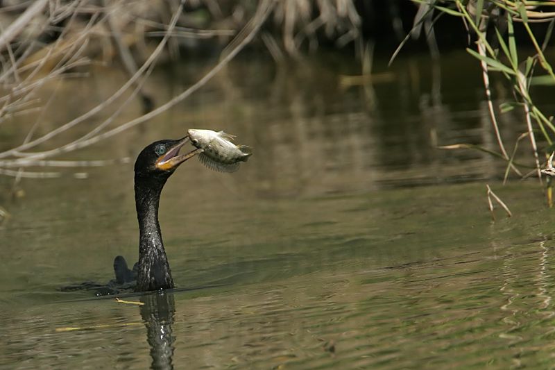 _MG_6315 Neotropic Cormorant.jpg