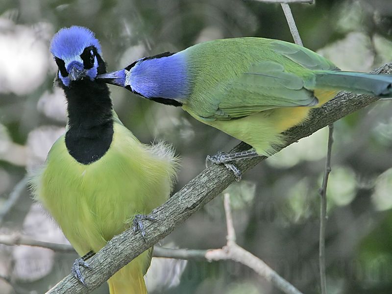 _MG_1388 Green Jay.jpg