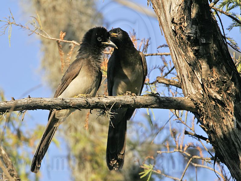 _MG_0281 Brown Jay.jpg