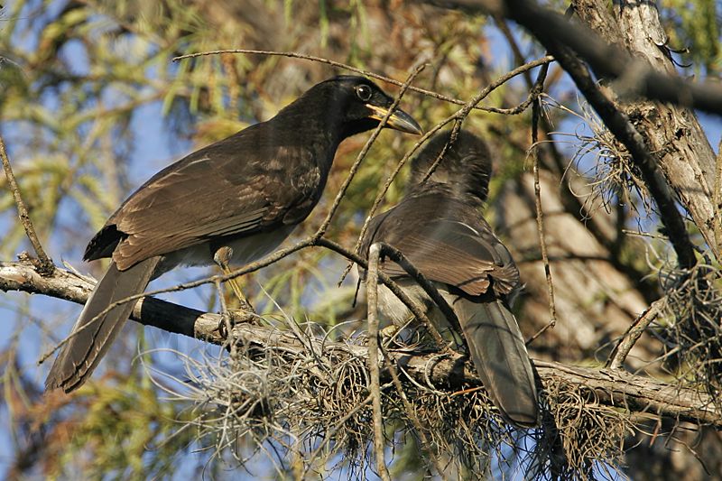 _MG_0372 Brown Jay.jpg