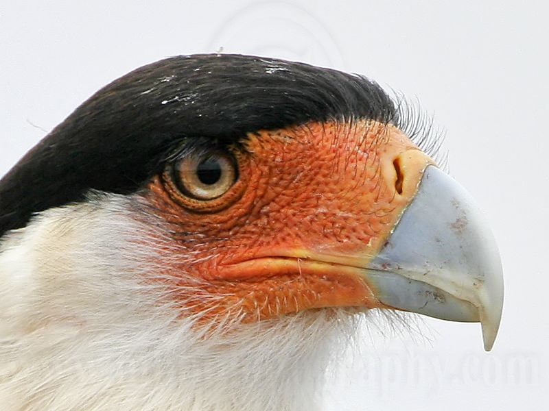 _MG_7945crop2 Crested Caracara.jpg