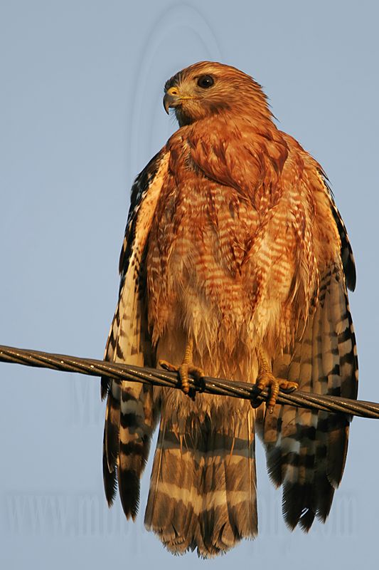_MG_4161 Red-shouldered Hawk.jpg