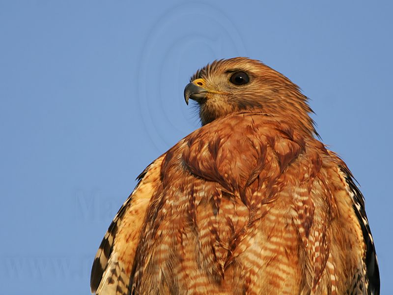 _MG_4172 Red-shouldered Hawk.jpg