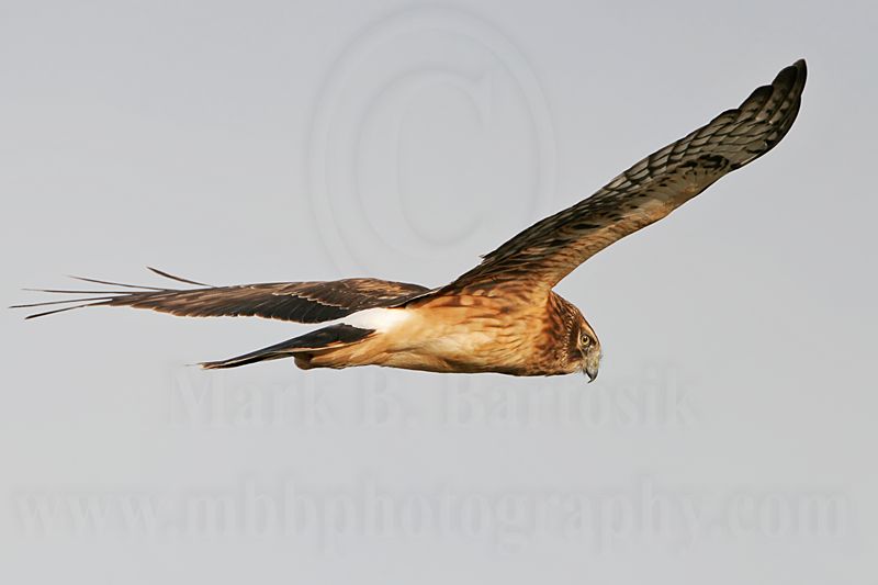 _MG_1534 Northern Harrier.jpg