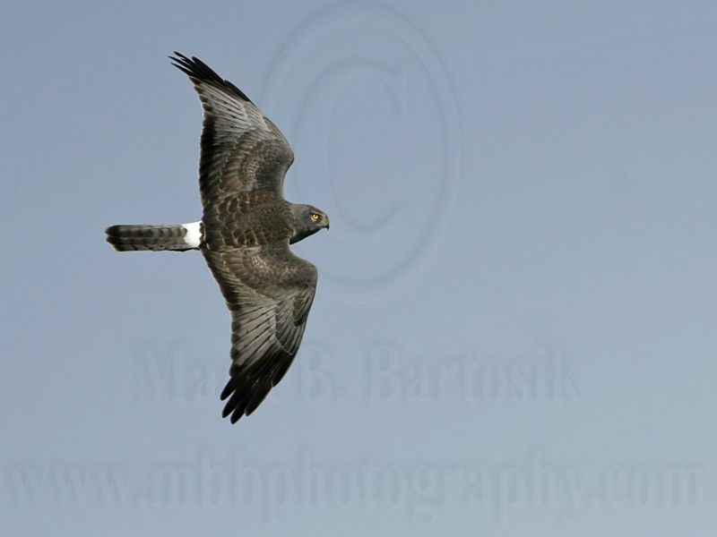 _MG_8569 Northern Harrier.jpg