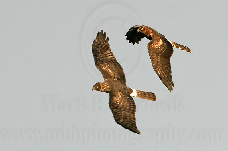 _MG_8840 Northern Harrier.jpg