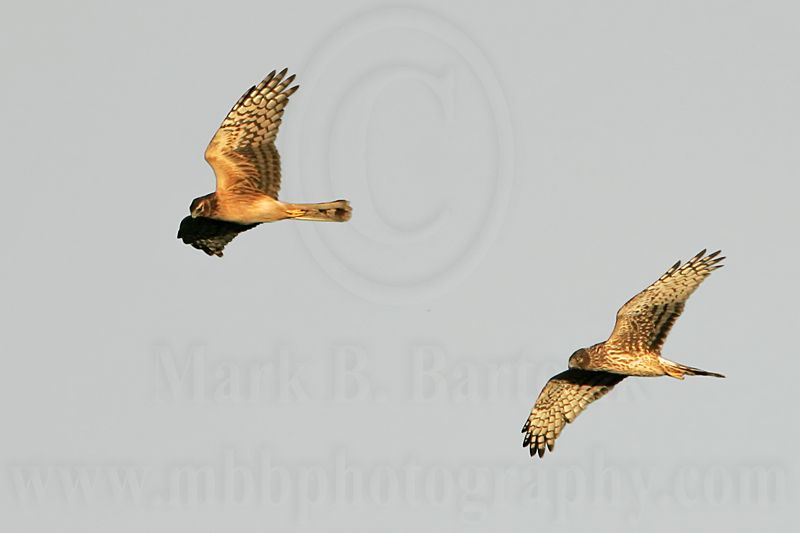 _MG_8847 Northern Harrier.jpg