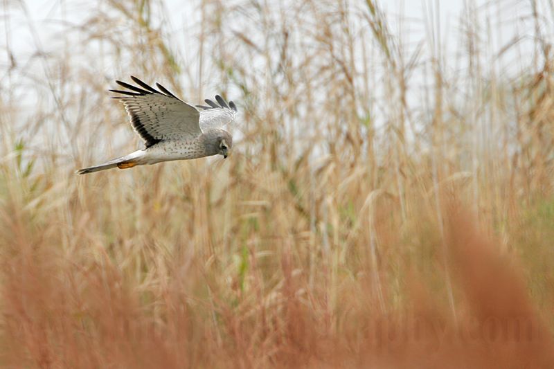 _MG_9233 Northern Harrier.jpg