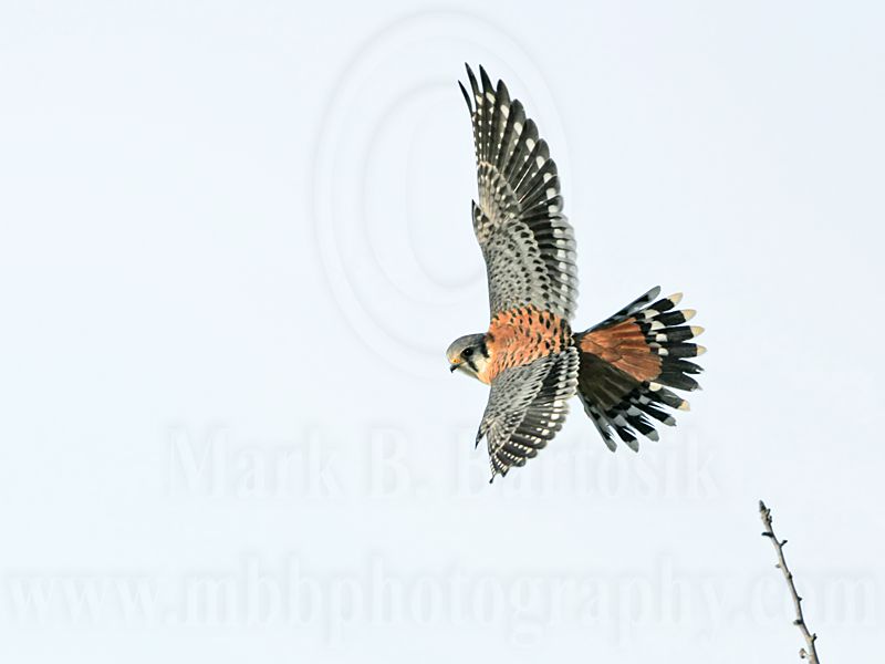 _MG_8734 American Kestrel.jpg