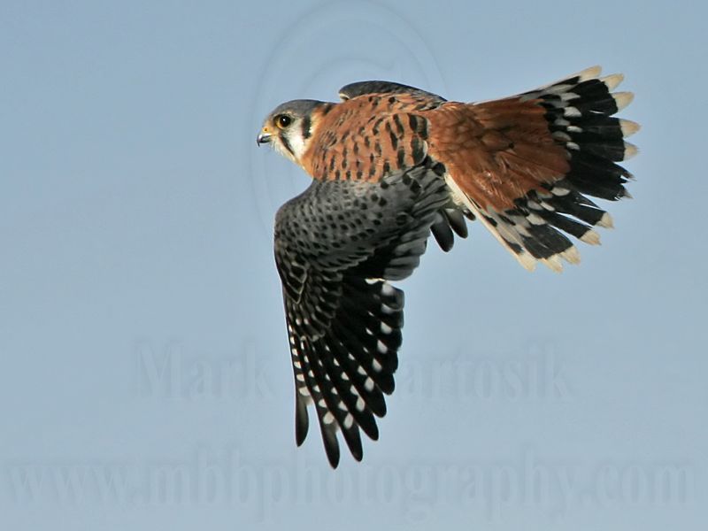 _MG_8781 American Kestrel.jpg