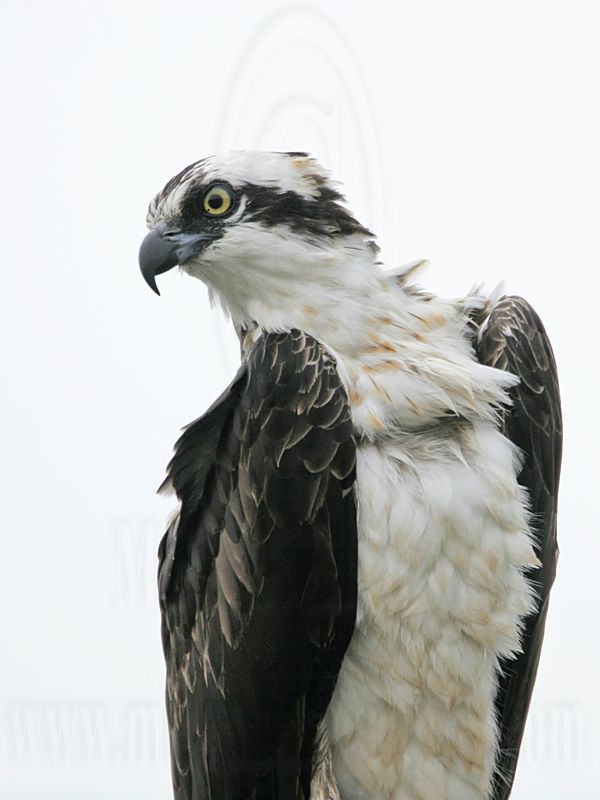 _MG_7702 Osprey.jpg