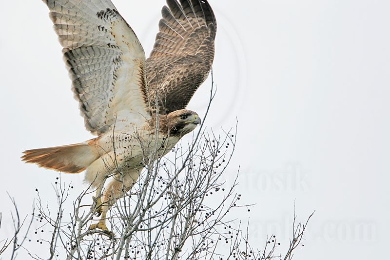 _MG_7973 Red-tailed Hawk.jpg
