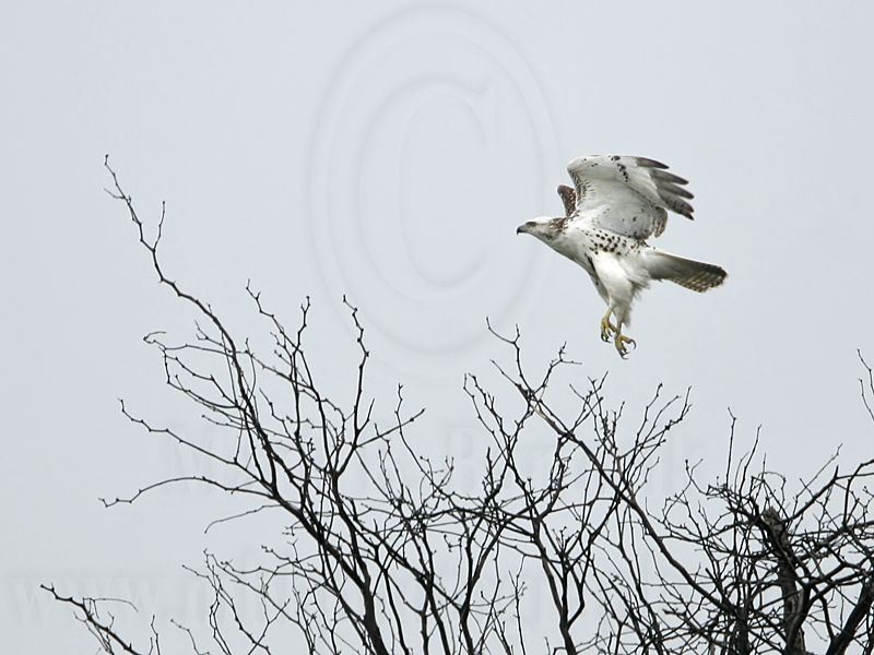 _MG_9286 Red-tailed Hawk.jpg