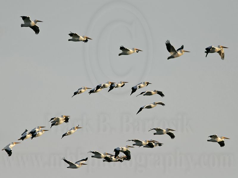 _MG_8911 American White Pelican.jpg