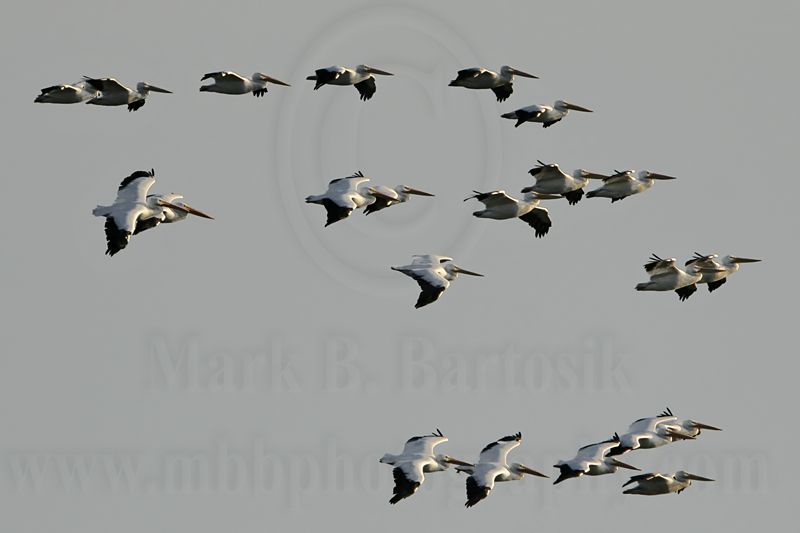 _MG_8931 American White Pelican.jpg