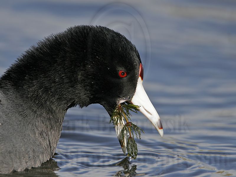 _MG_2623 American Coot.jpg