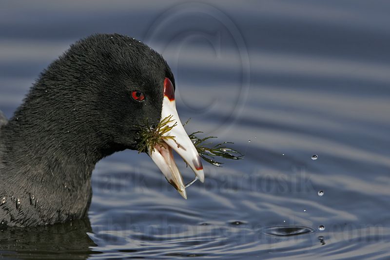 _MG_2644 American Coot.jpg