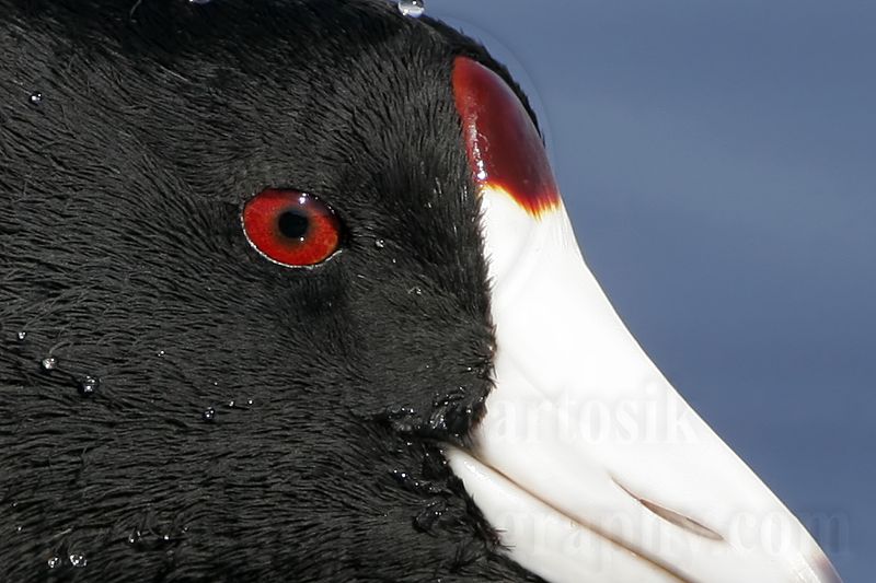 _MG_2672crop2 American Coot.jpg