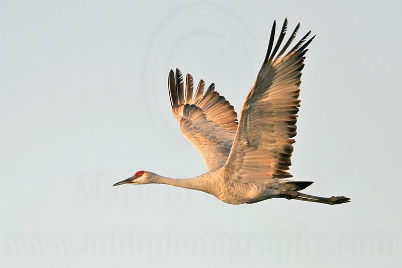 _MG_8252 Sandhill Crane.jpg