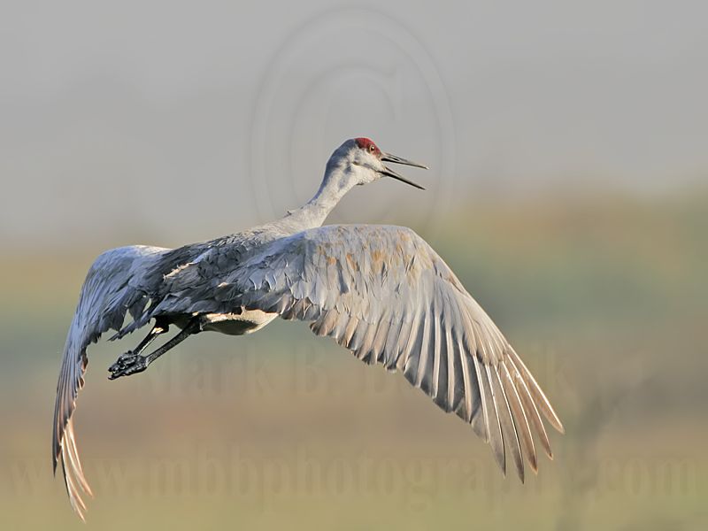 _MG_8675 Sandhill Crane.jpg