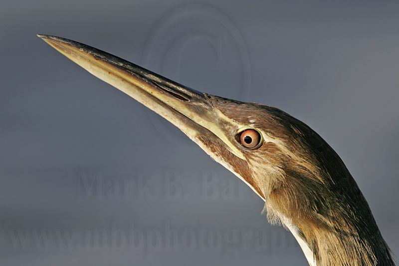 _MG_3669 American Bittern.jpg