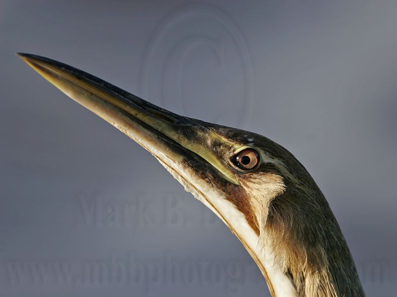 _MG_3671 American Bittern.jpg