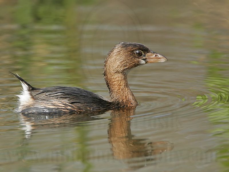 _MG_8078 Pied-billed Grebe.jpg