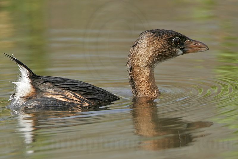 _MG_8084 Pied-billed Grebe.jpg