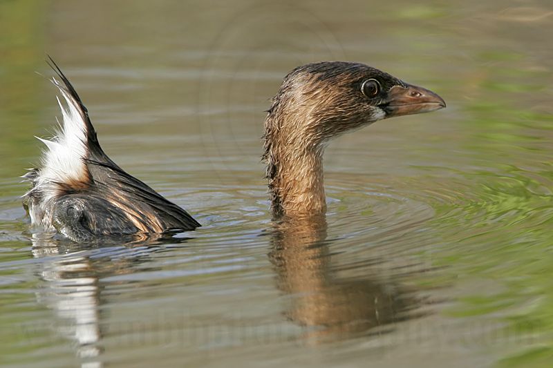 _MG_8085 Pied-billed Grebe.jpg