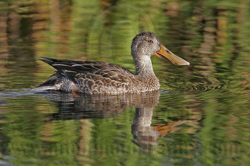 _MG_1487 Northern Shoveler.jpg