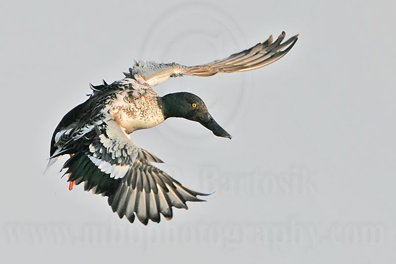 _MG_5020 Northern Shoveler.jpg