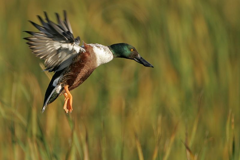 _MG_5024 Northern Shoveler.jpg