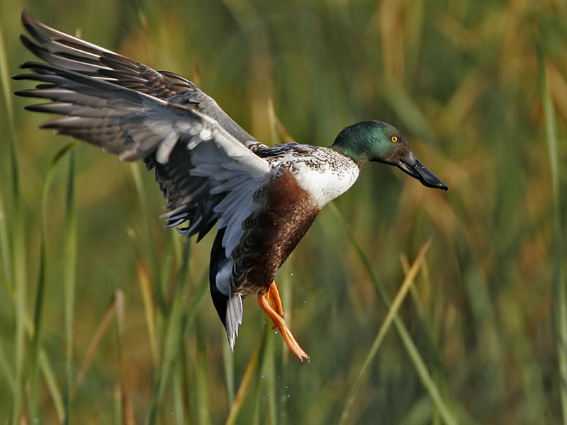 _MG_5026 Northern Shoveler.jpg