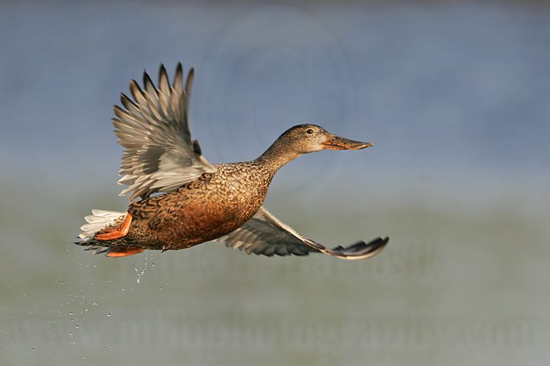_MG_5117 Northern Shoveler.jpg