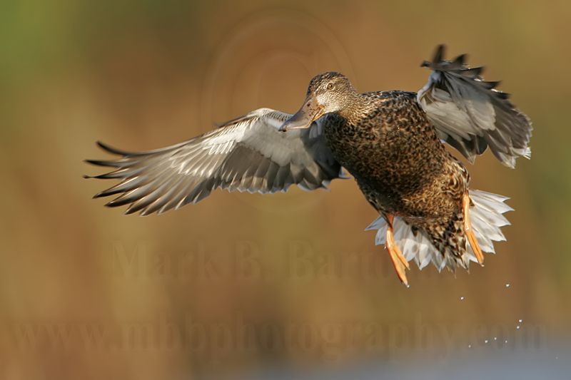 _MG_5200 Northern Shoveler.jpg