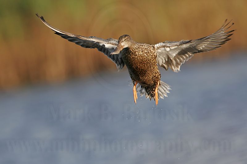 _MG_5202 Northern Shoveler.jpg