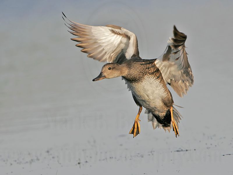 _MG_5162 Gadwall.jpg