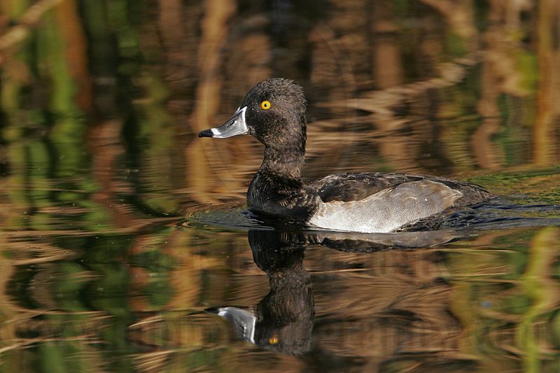 _MG_1377 Ring-necked Duck.jpg