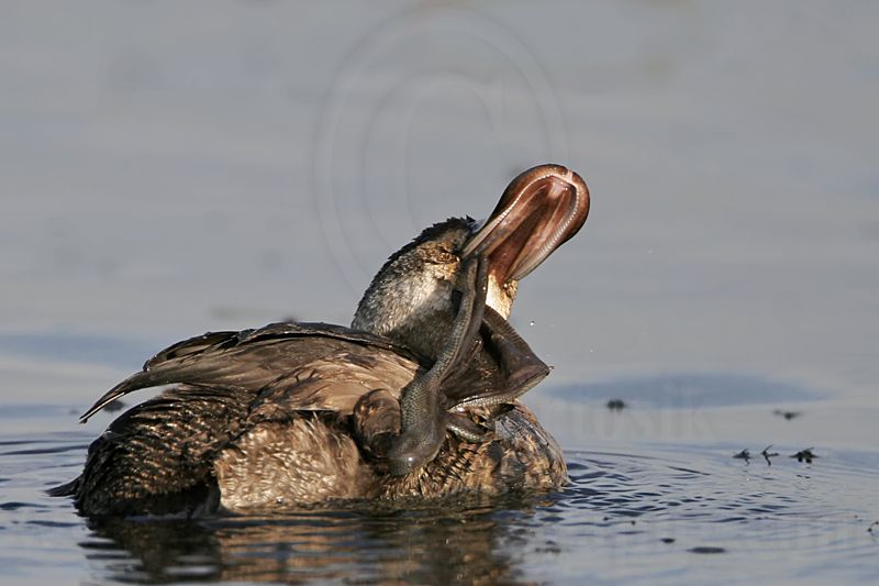 _MG_1683 Ruddy Duck.jpg