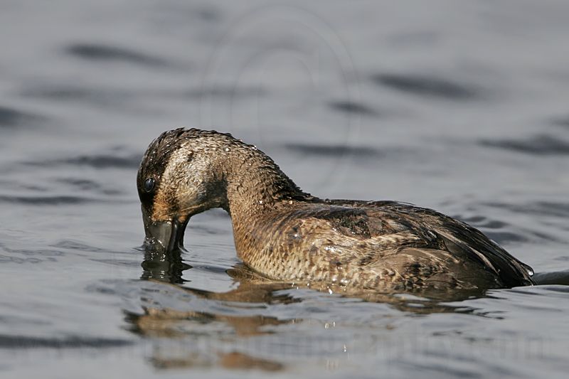 _MG_3422 Ruddy Duck.jpg