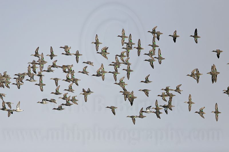 _MG_7841 Green-winged Teal.jpg