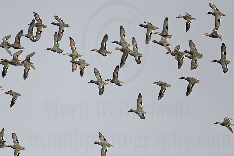 _MG_7898 Green-winged Teal.jpg