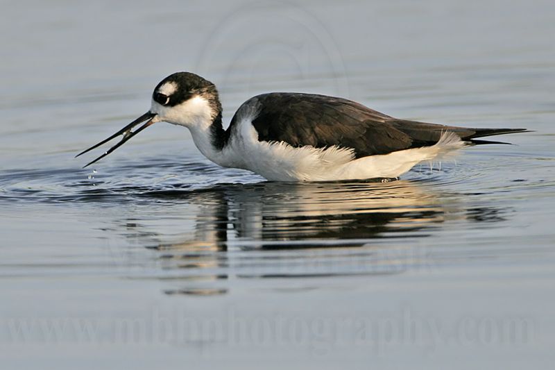 _MG_4830 Black-necked Stilt.jpg