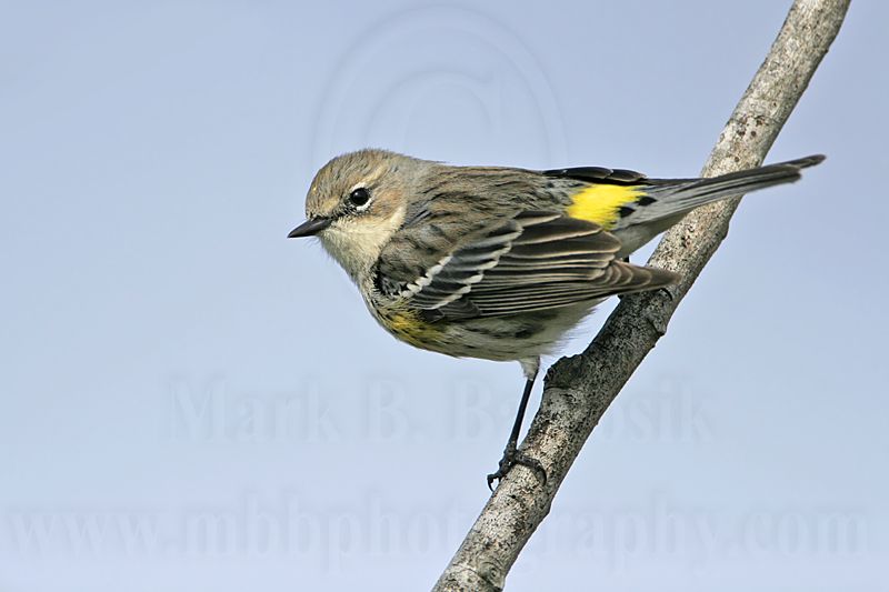 _MG_8067 Yellow-rumped Warbler.jpg