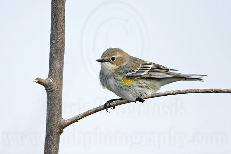 _MG_8178 Yellow-rumped Warbler.jpg