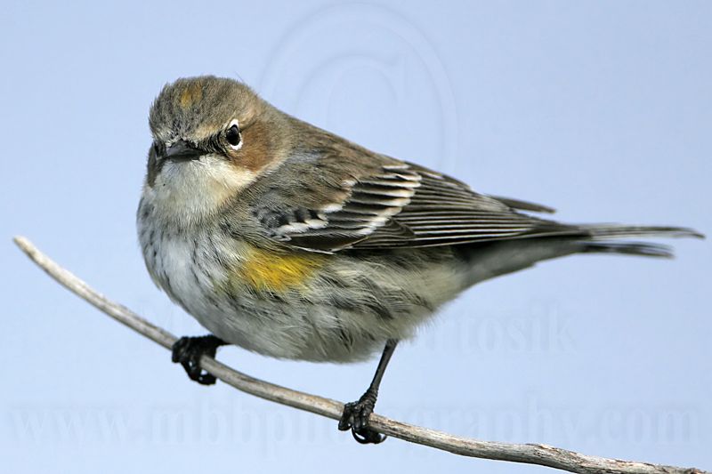 _MG_8204 Yellow-rumped Warbler.jpg
